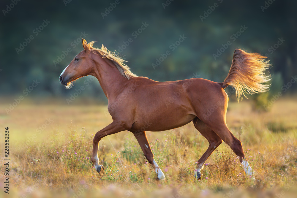Fototapeta premium Red horse trotting at sunset light