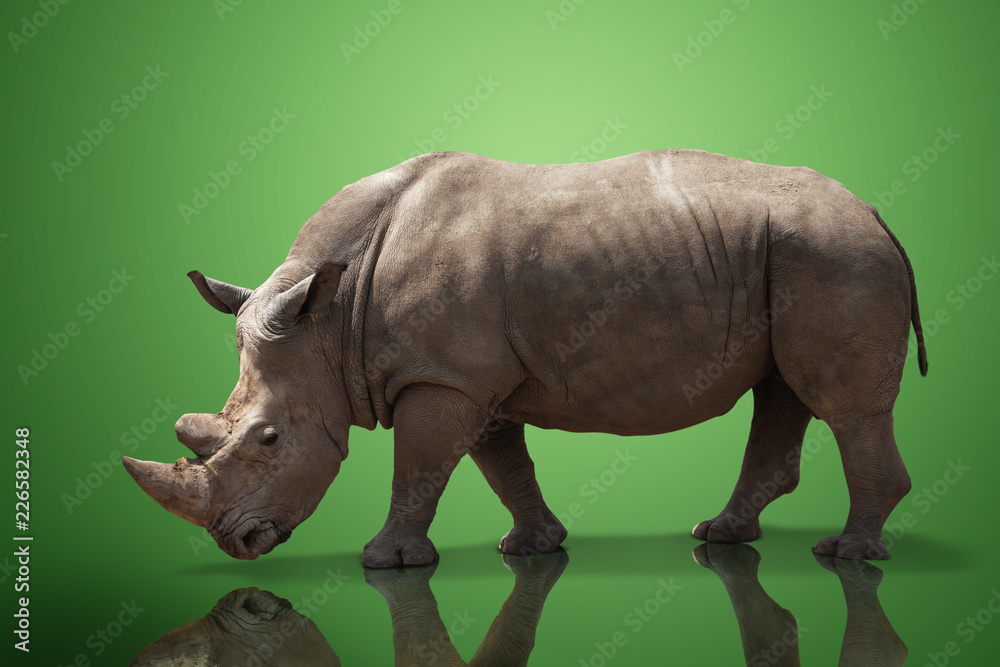 Fototapeta premium beautiful big adult rhinoceros poses, rare animal