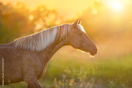 Beautiful horse with long blond mane portrait at sunset light