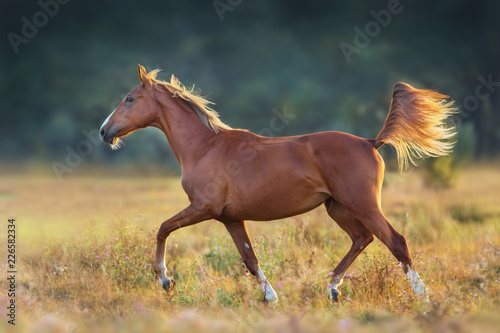 Red horse trotting at sunset light