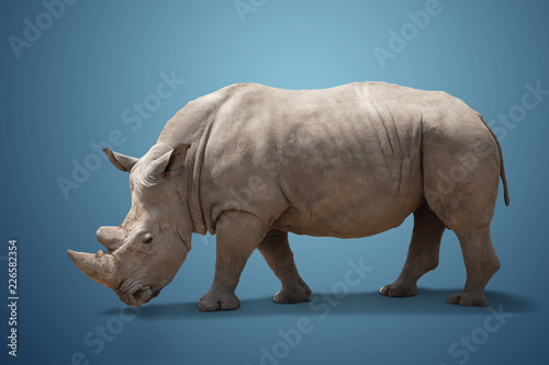 beautiful big adult rhinoceros poses  rare animal