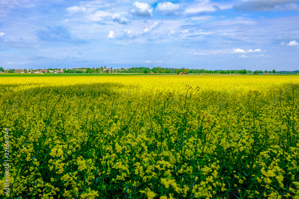 Fototapeta premium German nature in summer