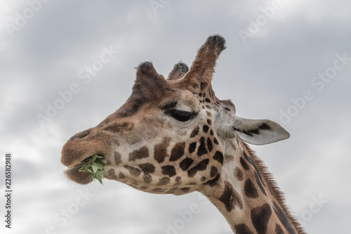 Rothschild Giraffe Feeding