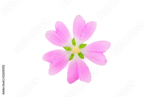 Althaea Officinalis Medicinal Herb Flower. Also Marsh-Mallow, Marsh Mallow or Common Marshmallow. Isolated on White Background.