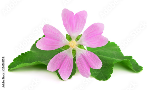 Althaea Officinalis Medicinal Herb Plant. Also Marsh-Mallow, Marsh Mallow or Common Marshmallow. Isolated on White Background.
