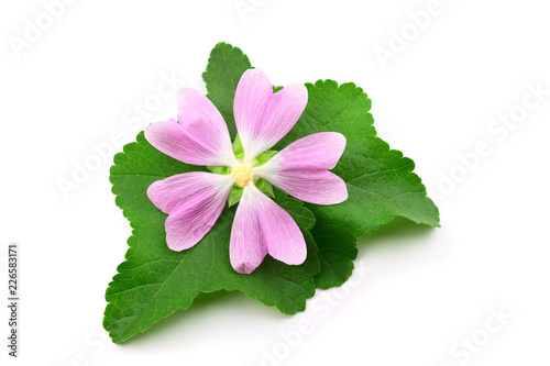 Althaea Officinalis Medicinal Herb Plant. Also Marsh-Mallow, Marsh Mallow or Common Marshmallow. Isolated on White Background.