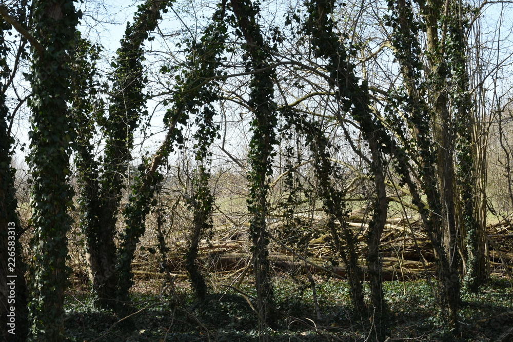 maretak en klimop op populieren in een natuurgebied bij de Kruisbergse bossen maretak en klimop op populieren in een natuurgebied bij de Kruisbergse bossen