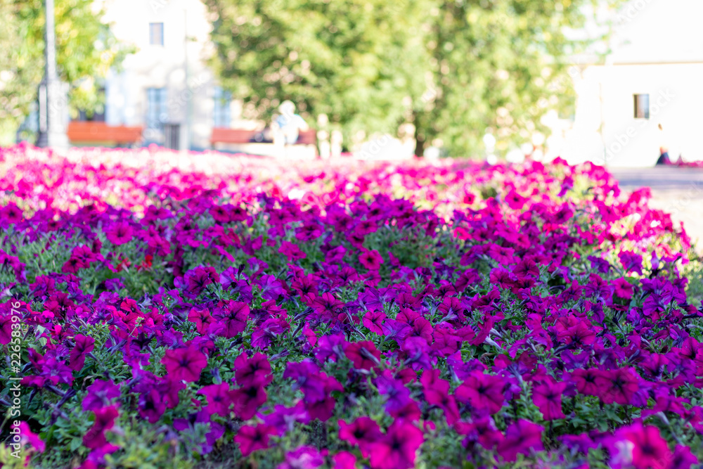 Beautiful bright flower bed flowers Impatiens. Green trees in the background, urban buildings. Red flowers with green leaves. Landscaping flowers.
