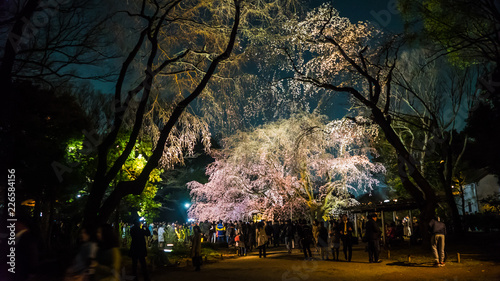 桜夜景