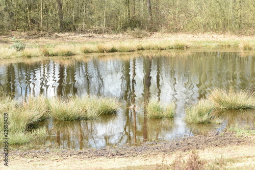 reflecties van bomen in een vennetje in de Kruisbergse bossen