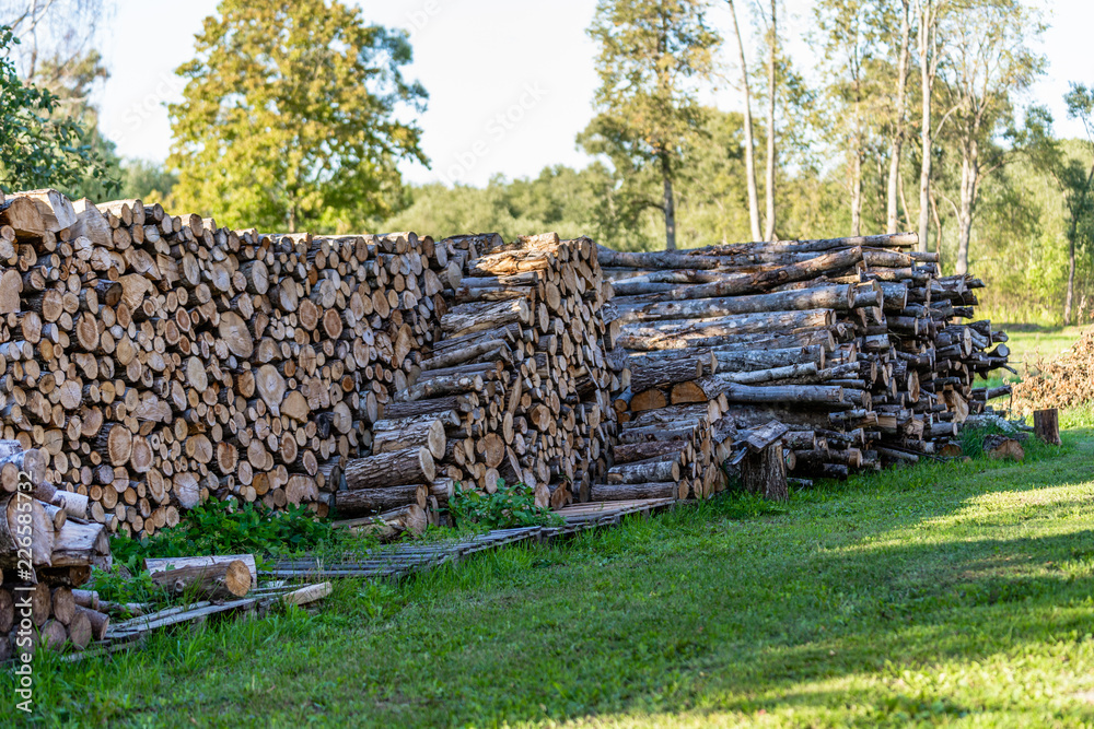 A Pile of Logs in the Backyard on the Sunny Summer Evening