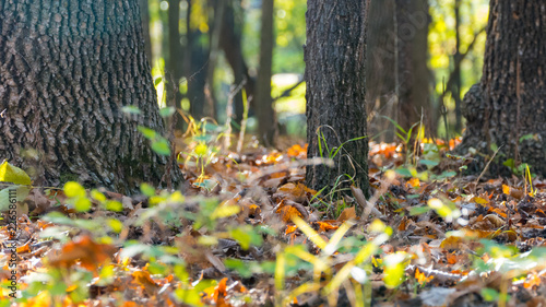 Bur Oak woodland with fallen leaves