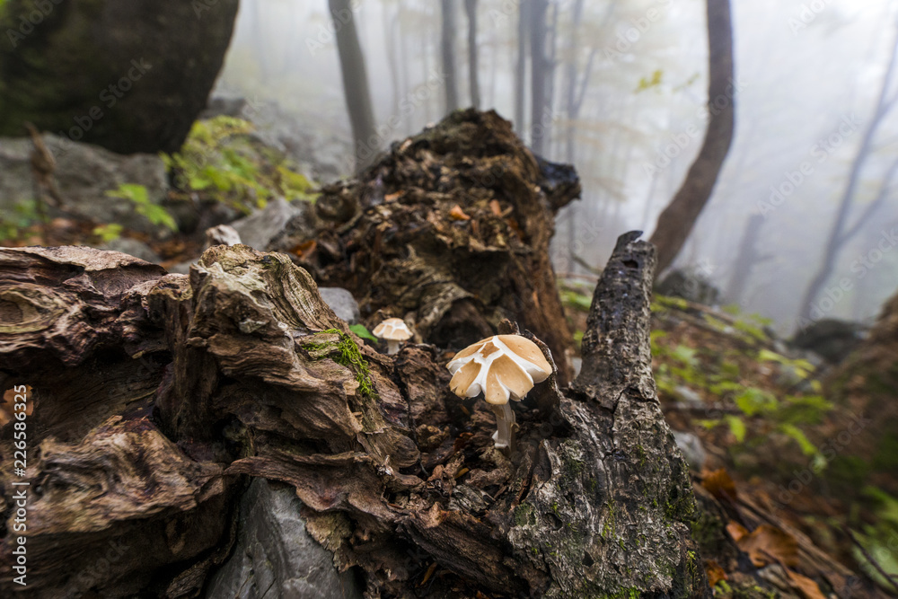 Mushrom on the tree fungi edible close up moss in the forest nature fog morning Mushrom on the tree fungi edible close up moss in the forest nature fog morning