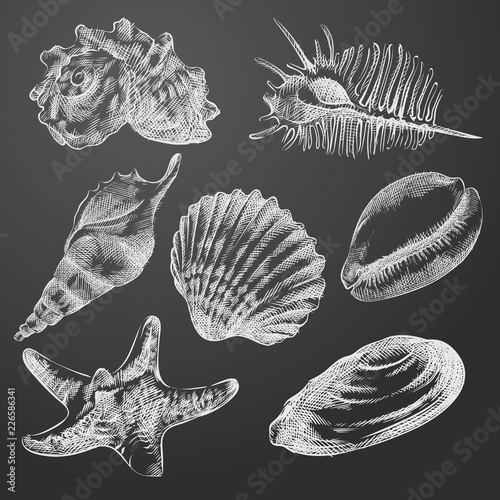 Hand Drawn Seashells Sketches Set. Collection Of Seashells Sketch Elements isolated on chalkboard