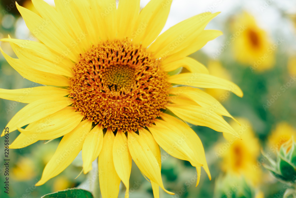 lonely sunflower in the field close up lonely sunflower in the field close up