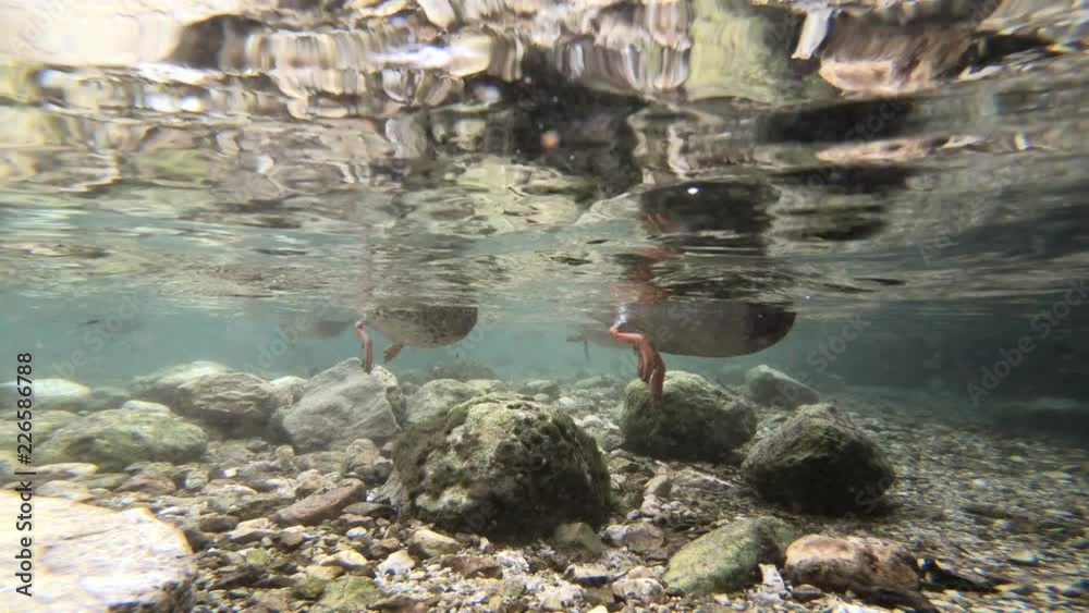 Stockenten tauchen im Bergsee, Nahrungssuche Stockenten tauchen im Bergsee, Nahrungssuche