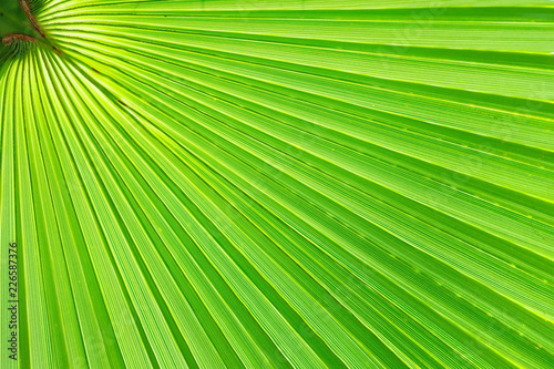 Fresh  green palm leaf on a Sunny day. Diagonal pattern  copy space. Summer background  natural texture.