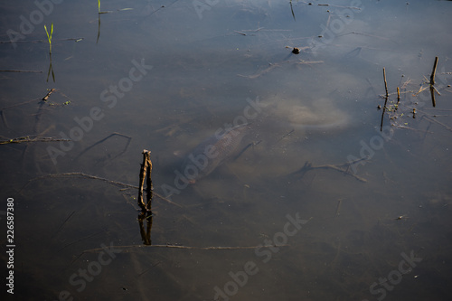 Carp Fish Swimming in Lake Redman in Loganville, Pennsylvania photo