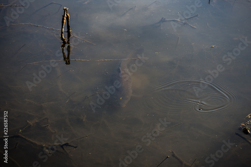 Carp Fish Swimming in Lake Redman in Loganville, Pennsylvania photo