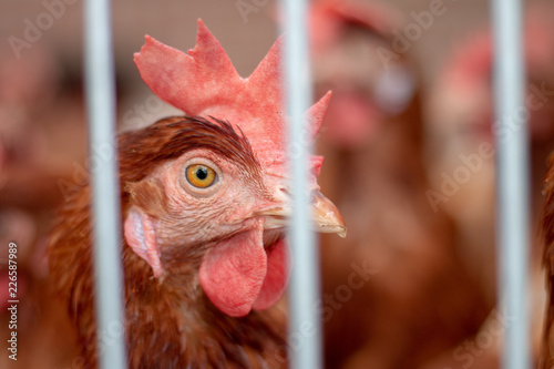 Brown chickens on a chicken farm photo