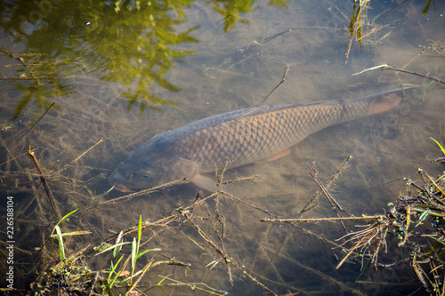 Carp Fish Swimming in Lake Redman in Loganville, Pennsylvania photo