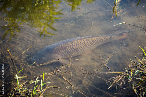 Carp Fish Swimming in Lake Redman in Loganville, Pennsylvania photo