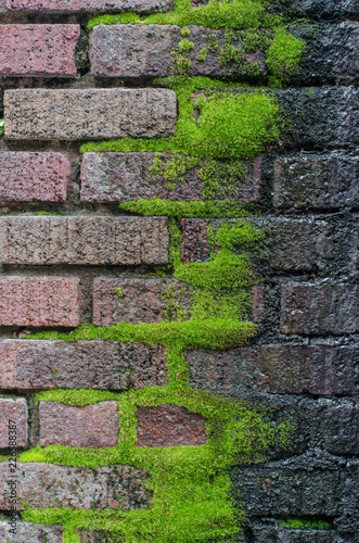 Thick carpet of moss grows from the mortar of this old brick wall