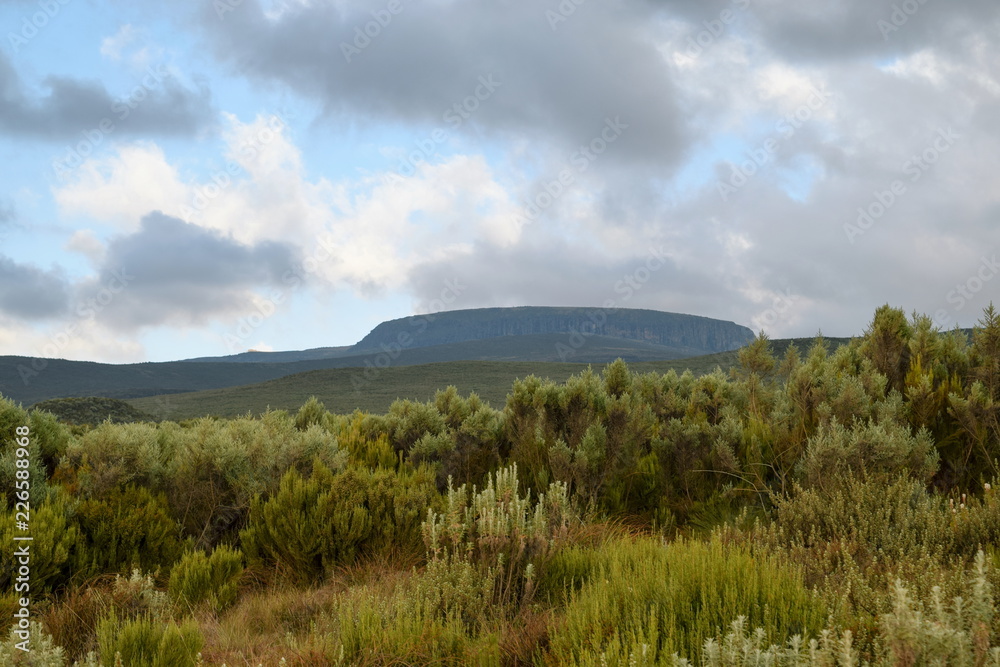 Obraz premium High altitude moorland and giant groundsels at Mount Kenya