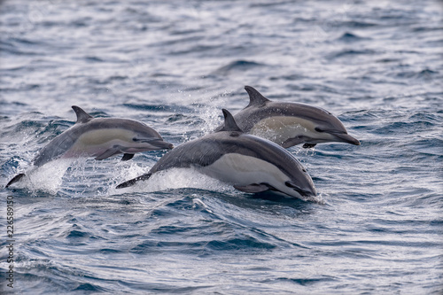 A trio of common dolphins jump out of water