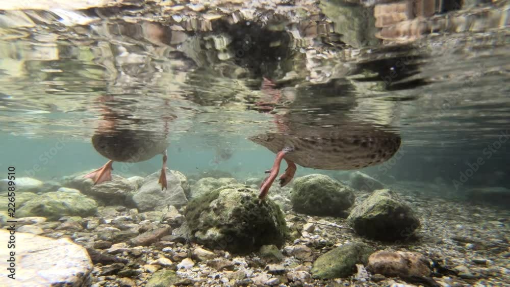 Stockenten tauchen im Bergsee, Nahrungssuche Stockenten tauchen im Bergsee, Nahrungssuche