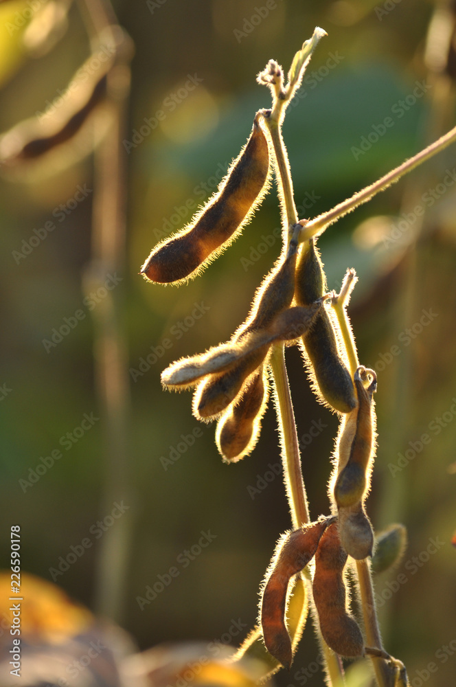 Fototapeta premium Ripe pods of soya