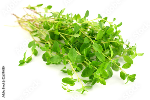 A Bunch of Fresh Raw Wild Thyme. Also Tymus Vulgaris, Common, German or Garden Thyme, Isolated on white Background.