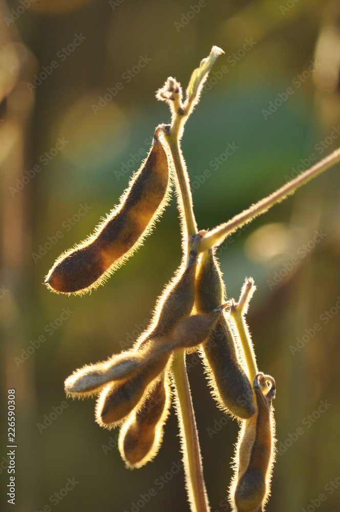 Ripe pods of soya Ripe pods of soya