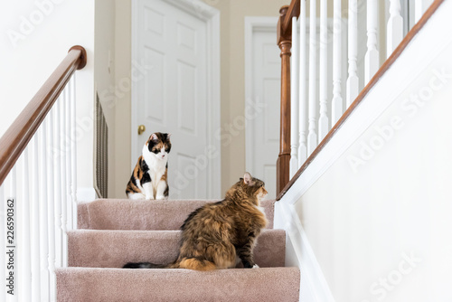 фотографія Two calico cats, maine coon sitting on carpet floor on top of second story level