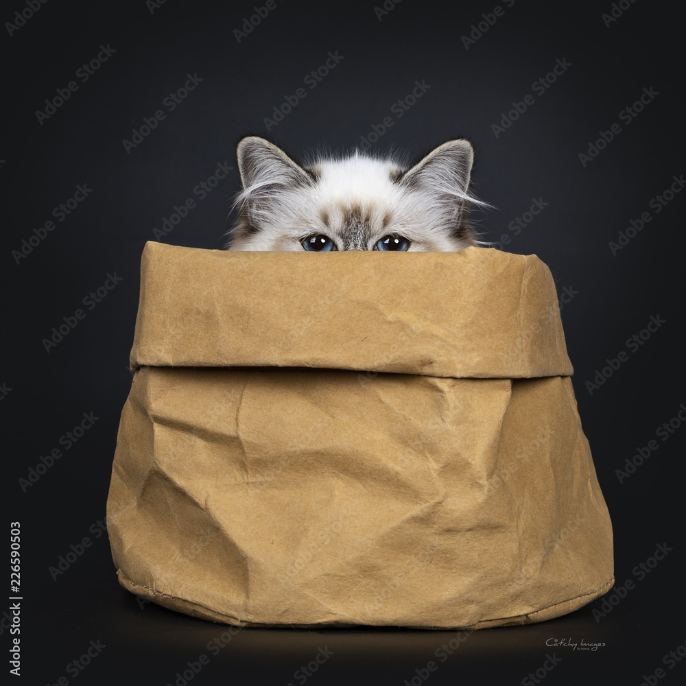 Stunning tabby point Sacred Birman cat kitten sitting in brown paper bag looking just over edge straight in camera lens with mesmerizing blue eyes, isolated on black background - obrazy, fototapety, plakaty 