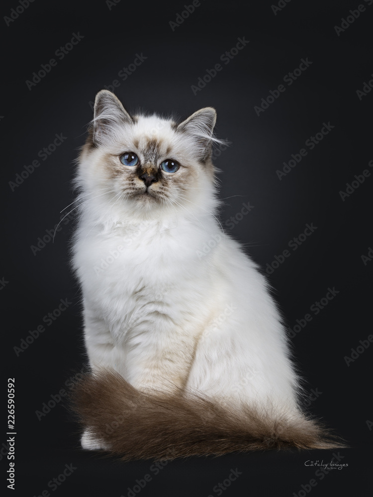Stunning tabby point Sacred Birman cat kitten sitting with tail around body and looking beside lens with mesmerizing blue eyes, isolated on black background