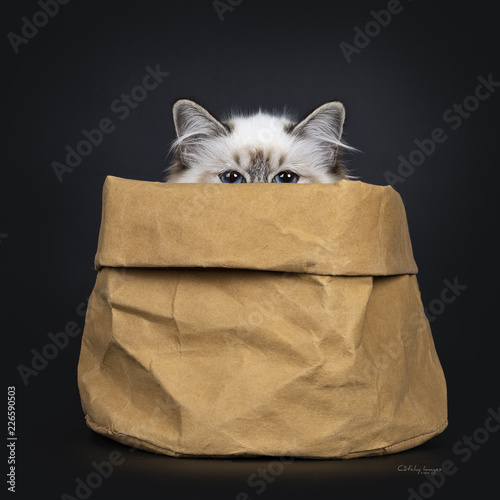 Stunning tabby point Sacred Birman cat kitten sitting in brown paper bag looking just over edge straight in camera lens with mesmerizing blue eyes, isolated on black background photo