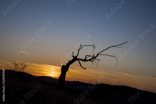 A dry tree on a hill at sunset at the beginning of October
