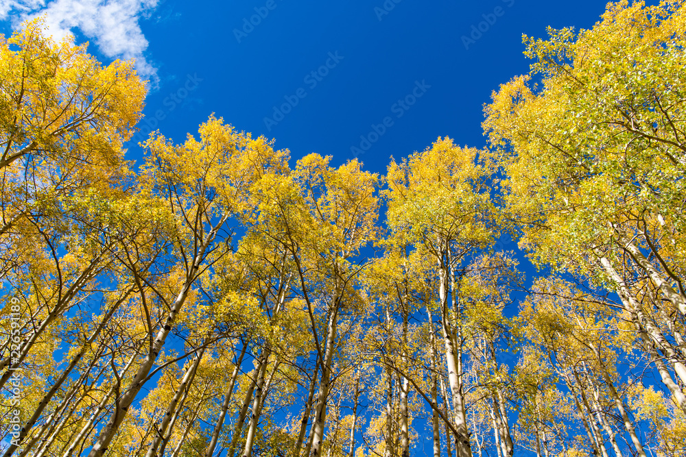 Naklejka premium A tall grove of aspen trees in autumn colors
