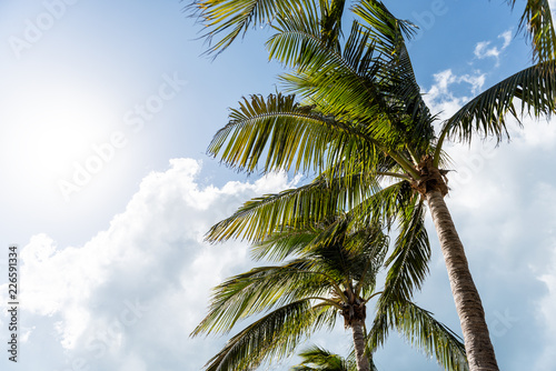 Low angle, looking up view of colorful green bright palm tree leaves isolated against blue sky in Key West, Florida during sunny day, sun rays sunburst glade © Kristina Blokhin