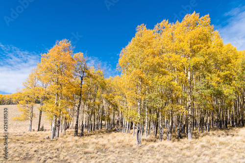 A grove of aspen trees in fall colors along the edge of a grassy meadow under a brilliant blue sky