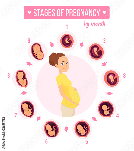 Pregnancy trimester infographic. Human growth stages new born baby development egg embryo fertility vector illustrations. Motherhood pregnant female, nine month, development embryo
