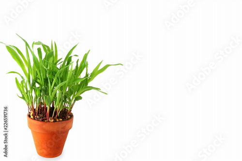 sweet corn plant growing in pot for web agriculture nature garden related concept in white background with text copy space
