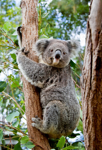 A cute koala clinging to the trunk of a eucalyptus tree in Australia