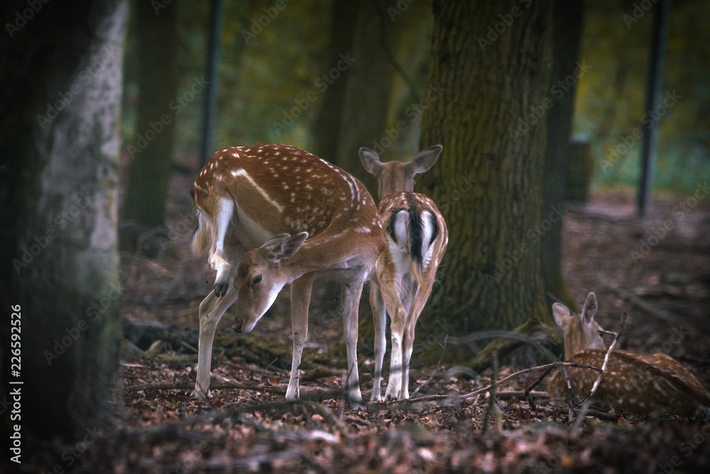 Damwild in einem Wald innerhalb eines Geheges Damwild in einem Wald innerhalb eines Geheges