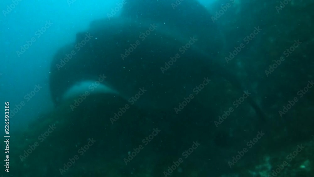 Short-tail stingray or smooth stingray (Bathytoshia brevicaudata) is the largest of all Australian stingrays (Family Dasyatidae). It grows to 4.3 m in length, 2 m disc width and a weight of 350 kg.