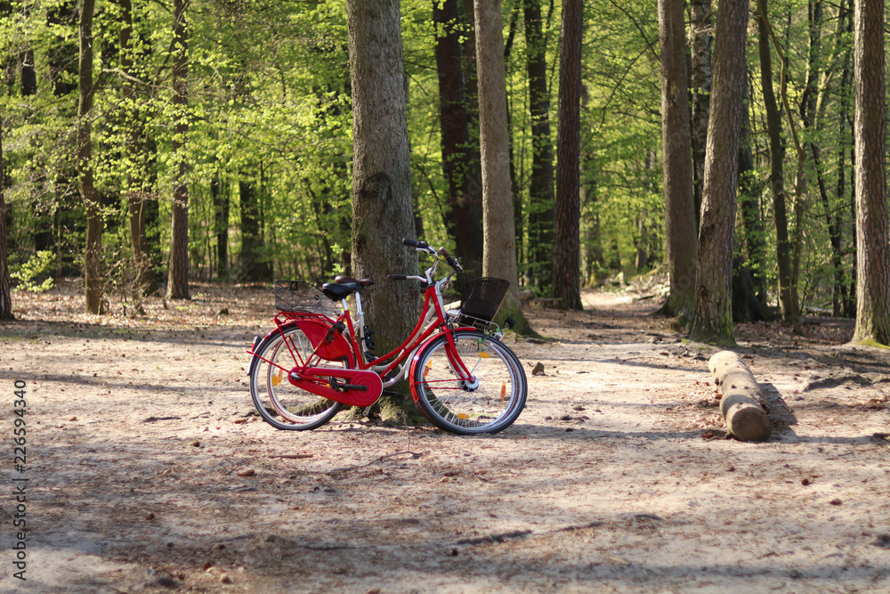 bicycle in a nature park