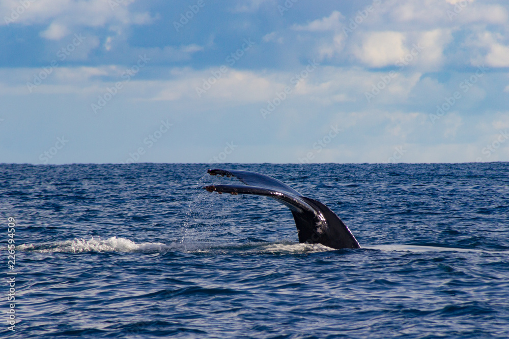 Fototapeta premium Humpback Whale Flukes