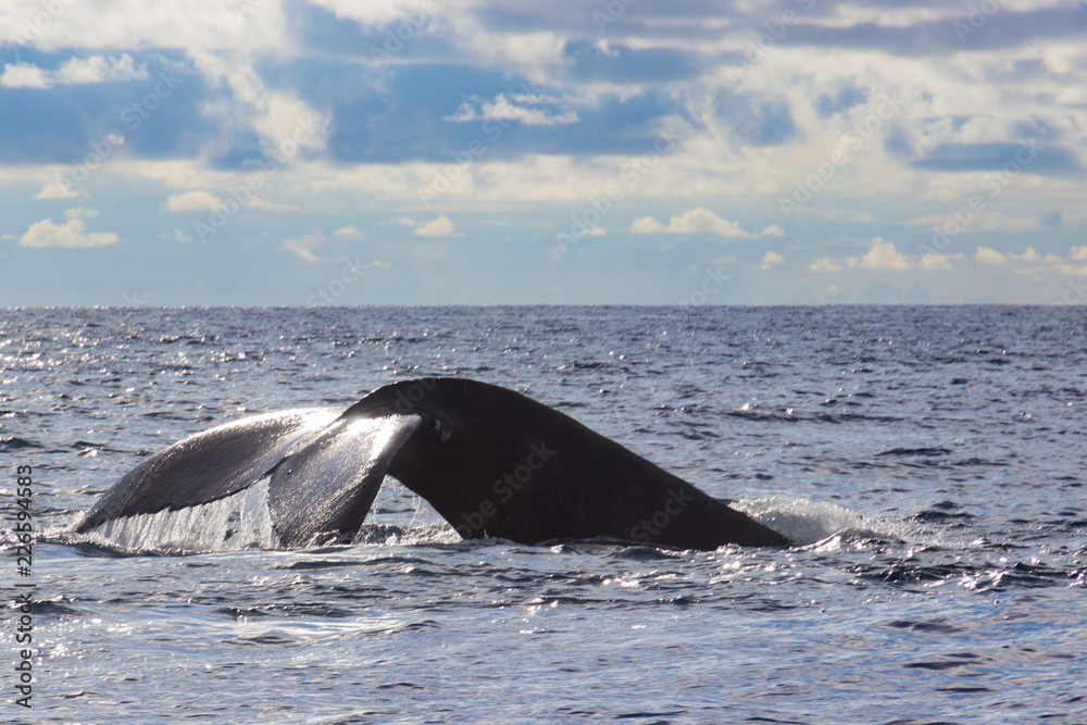 Fototapeta premium Costa Rica Humpback