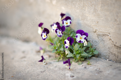 Flowers violas grow in concrete